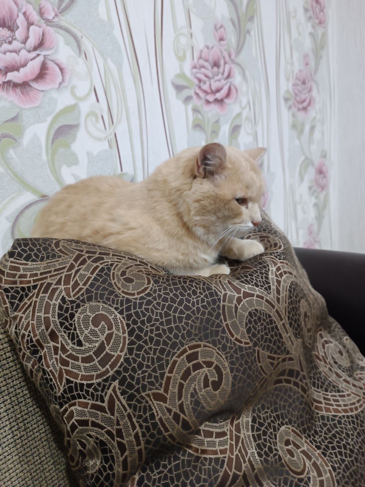 Кот и собака