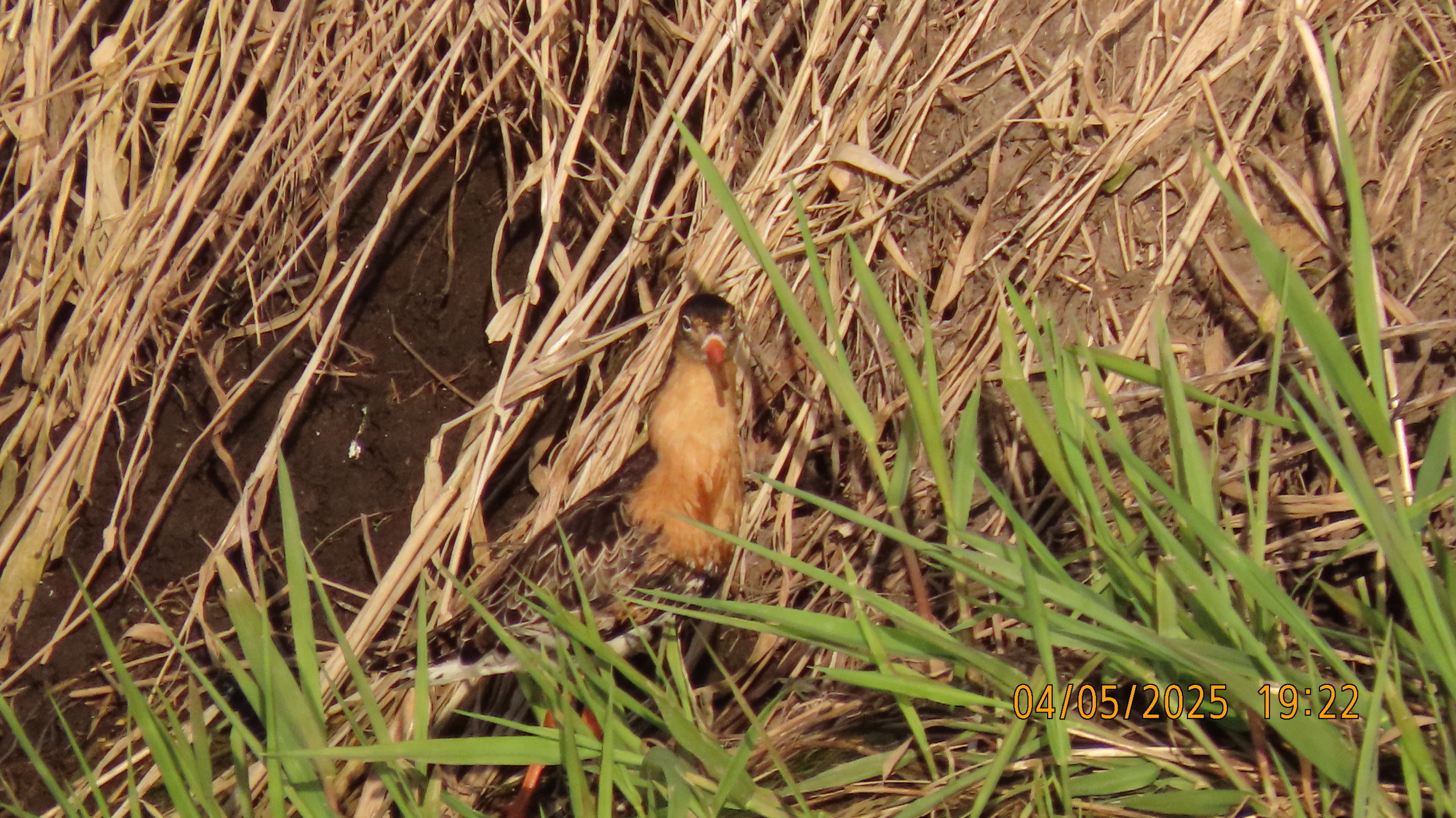 Звёздное сияние Ижоры в Межстоличьи /Статья третья незапланированная /Интермедия.