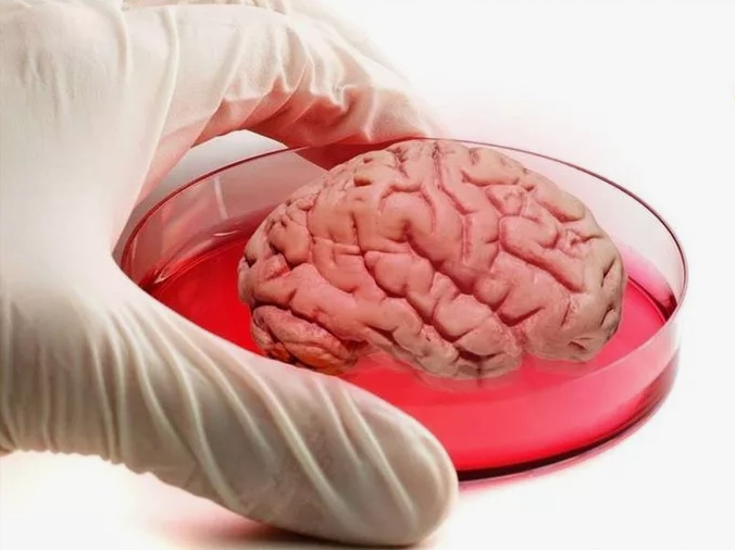 Синтетическая ткань мозга: учёные впервые создали «мозг» без единой живой клетки