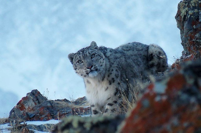 Снежные барсы в Сибири. Почему их становится меньше.