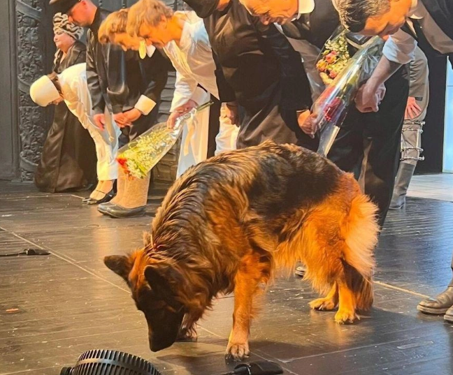 Талантливая четвероногая театральная актриса