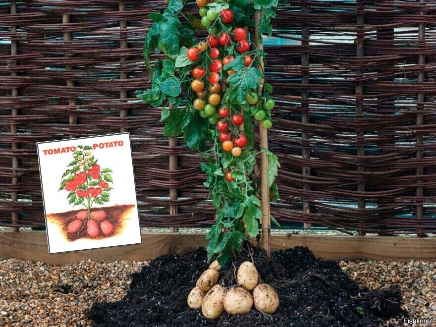 Помидофель- что за чудо гибрид помидора и картофеля.Где купить семена и как вырастить помидофель?