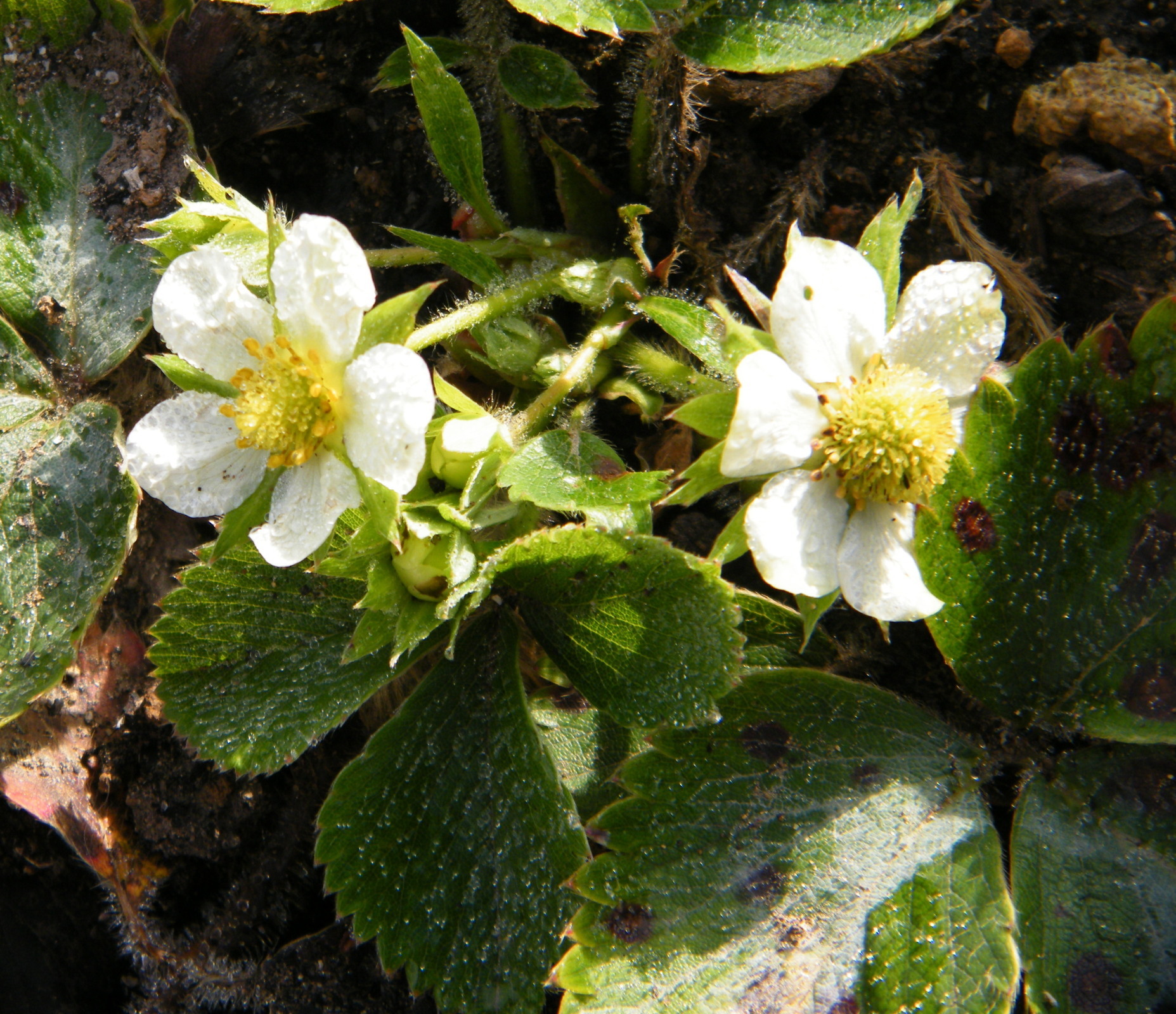 Просто не началась зима...