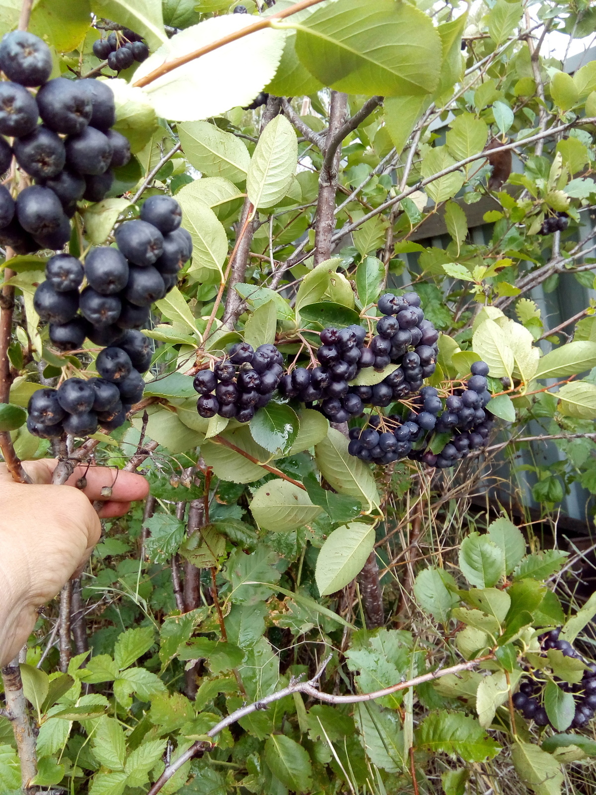 Загорелась посадить абрикосы .