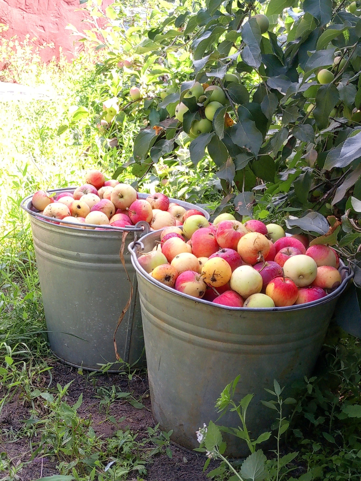 Загорелась посадить абрикосы .