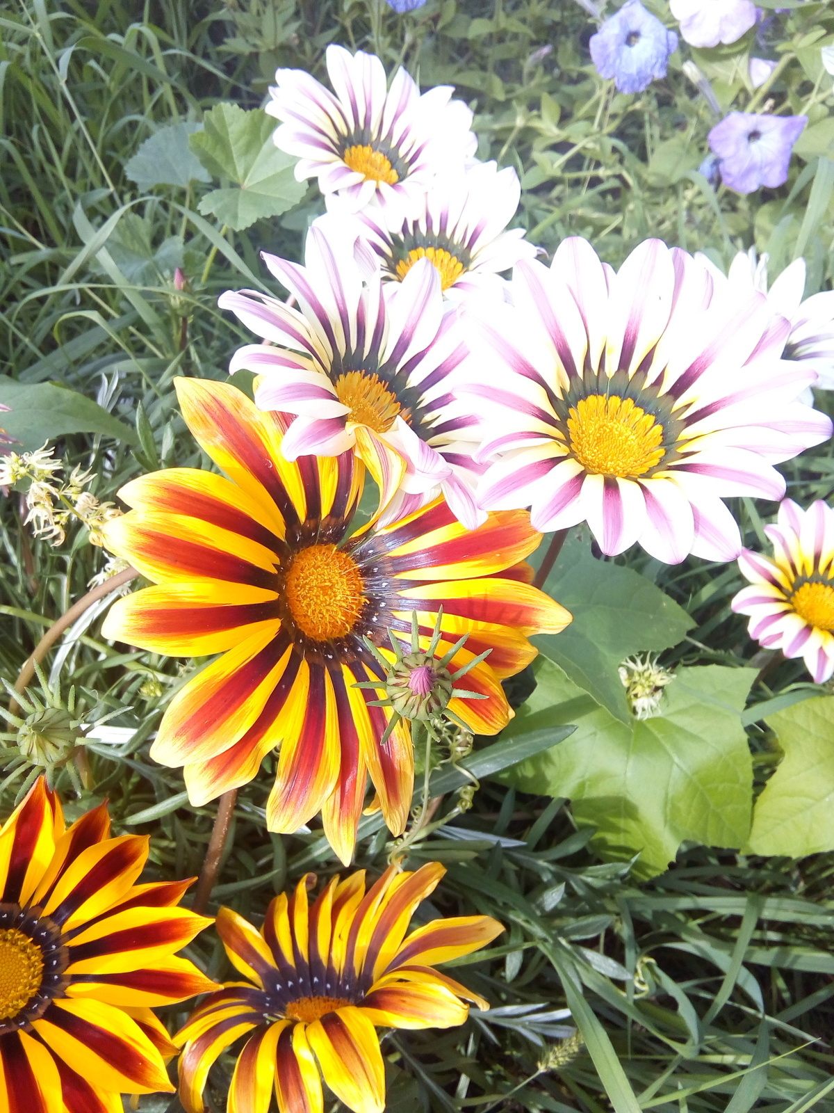 Загорелась посадить абрикосы .