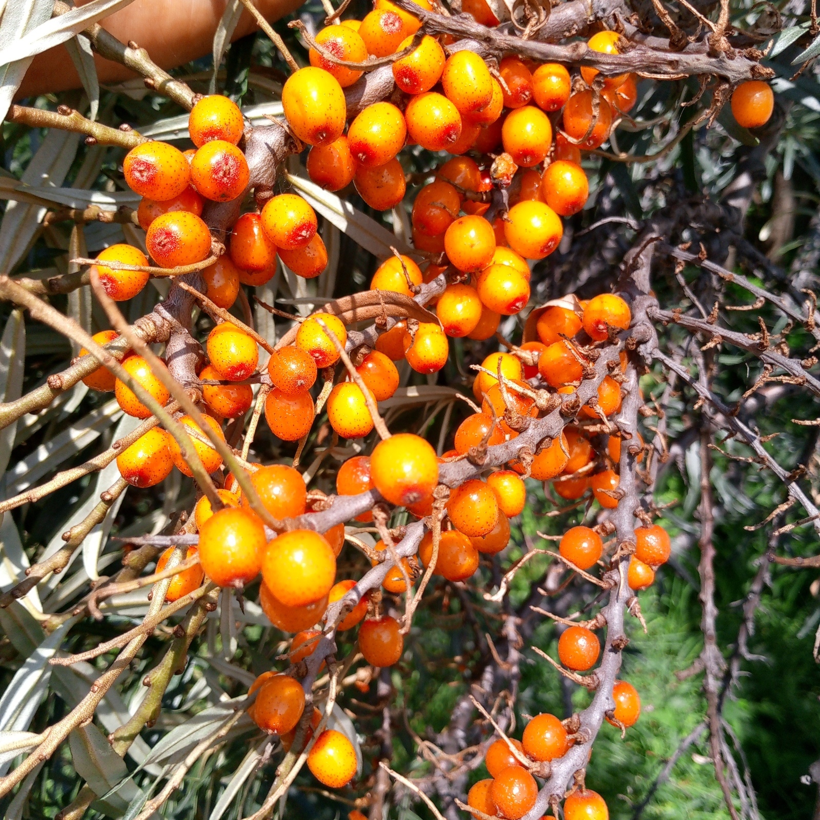 Загорелась посадить абрикосы .