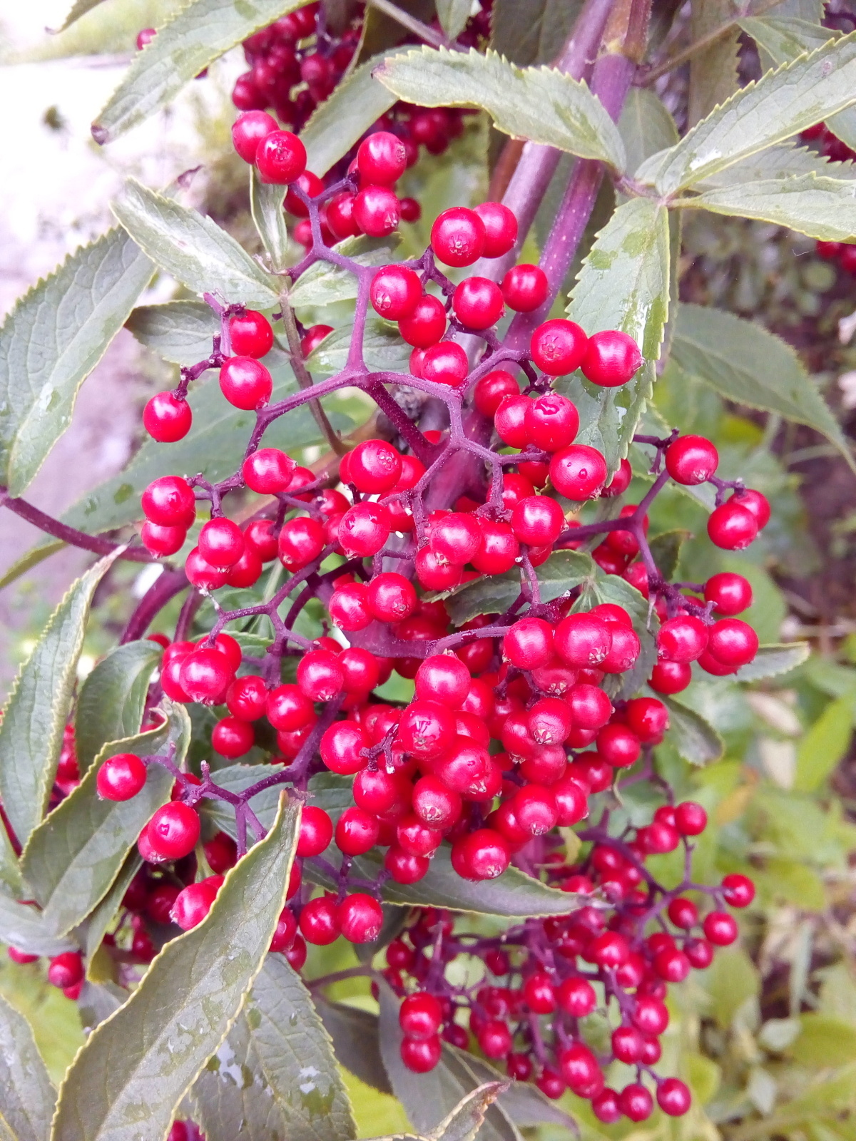 Загорелась посадить абрикосы .