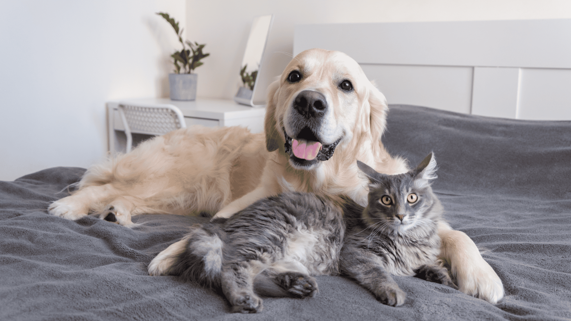 Совместимость животных в доме: как познакомить собаку и кота без стресса