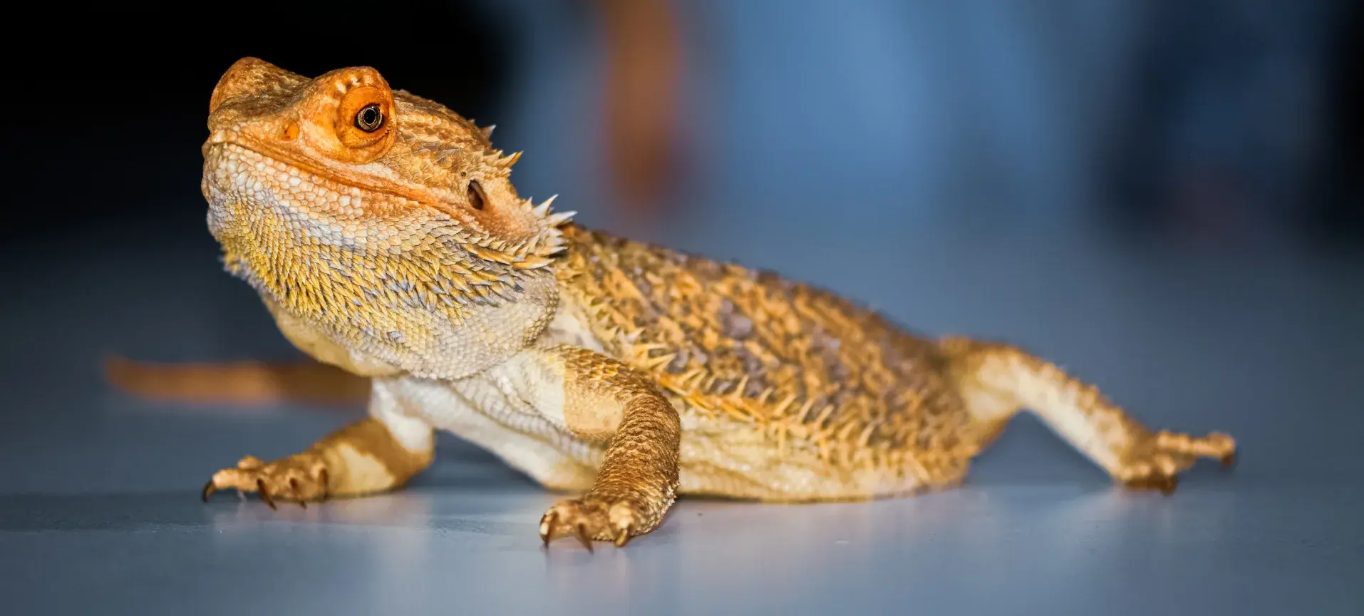 Гипоаллергенные домашние питомцы: забавные экзотические виды для аллергиков