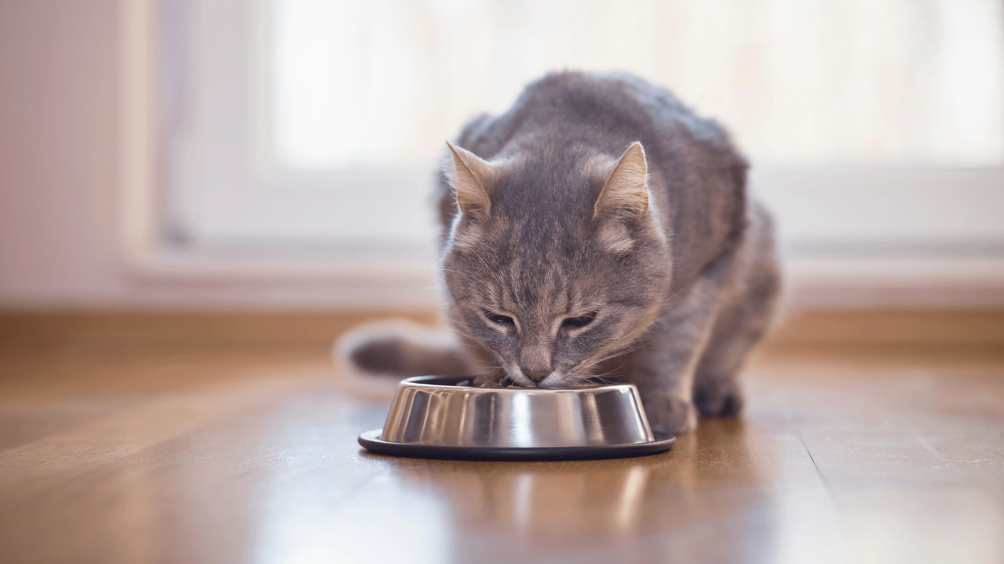 Выбор идеальной кошачьей диеты: сухой корм против натурального питания