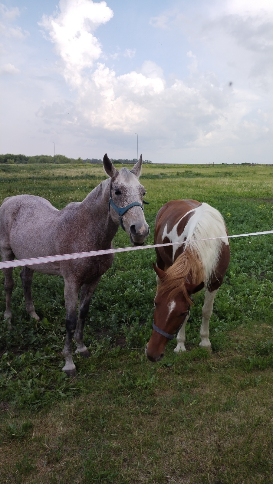 В чем встречать год Красной Огненной Лошади?