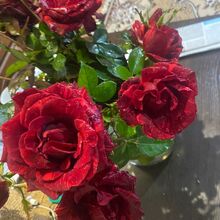 Костик Анатолий Иванович, г. Краснодар