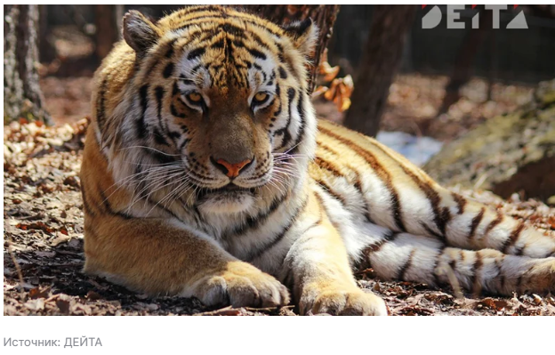 Жителям небольшого села в Приморье требуется защита от хозяйничающего на их территории конфликтного тигра