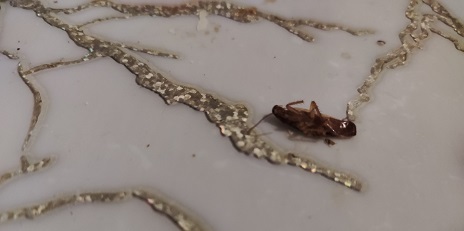 🔥🔥🔥Нашла оглушающий эффект борьбы против домашних тиранов – рыжих прусаков