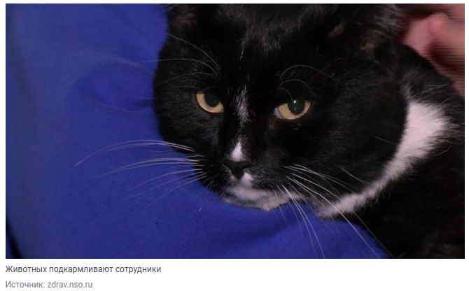 У врачей и работников новосибирских подстанций скорой помощи появились «живые антидепрессанты»