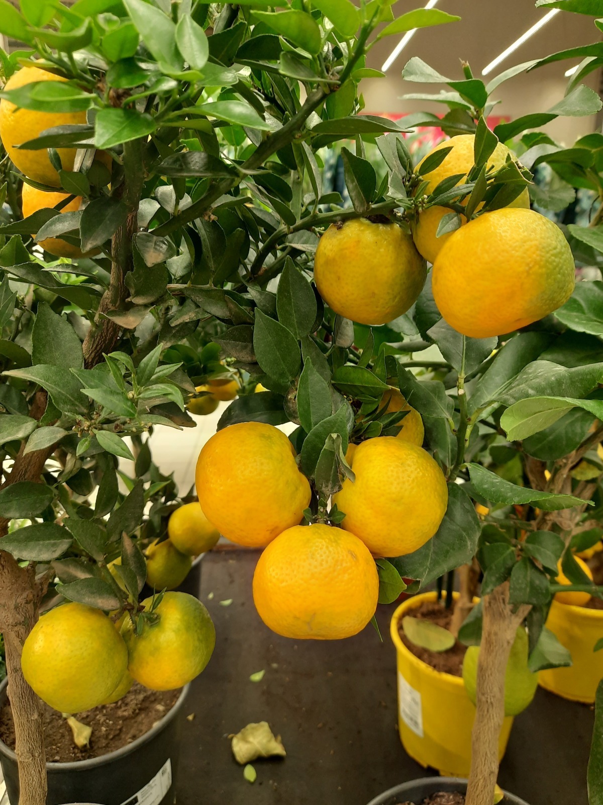 Хождение по ёлкам-3. В гипермаркете