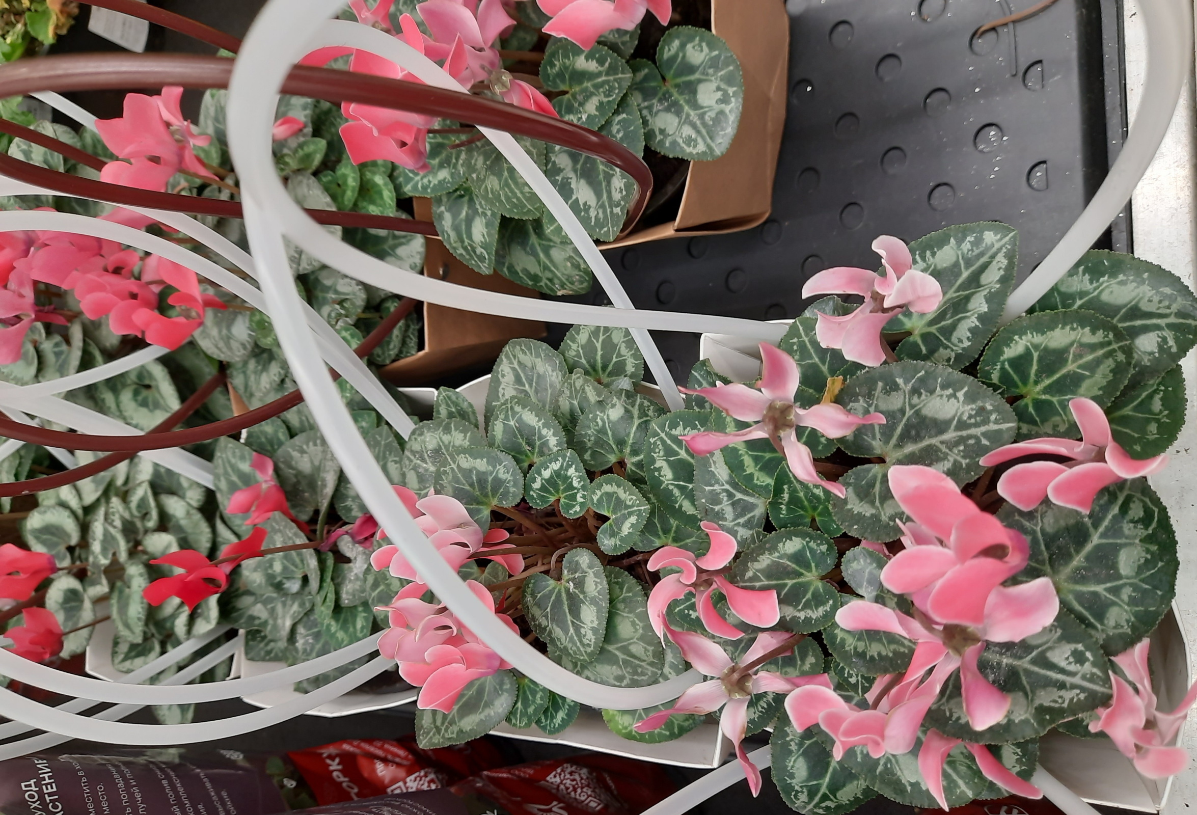 Хождение по ёлкам-3. В гипермаркете