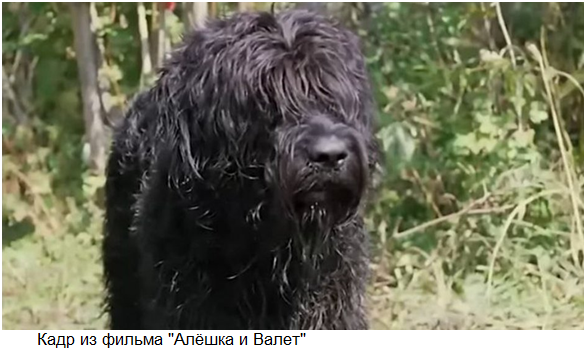 Собаки - любимые трогательные киногерои