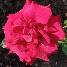 Ирина, г. Самара