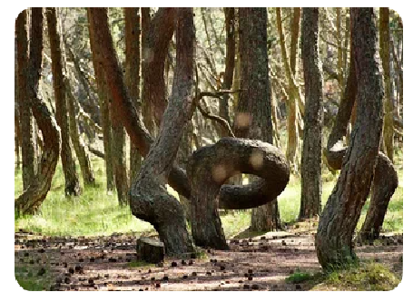 Спилили знаменитое дерево-кольцо — один из символов Танцующего леса (Куршская коса)