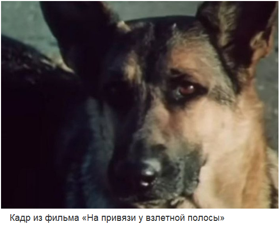 Собаки - любимые трогательные киногерои