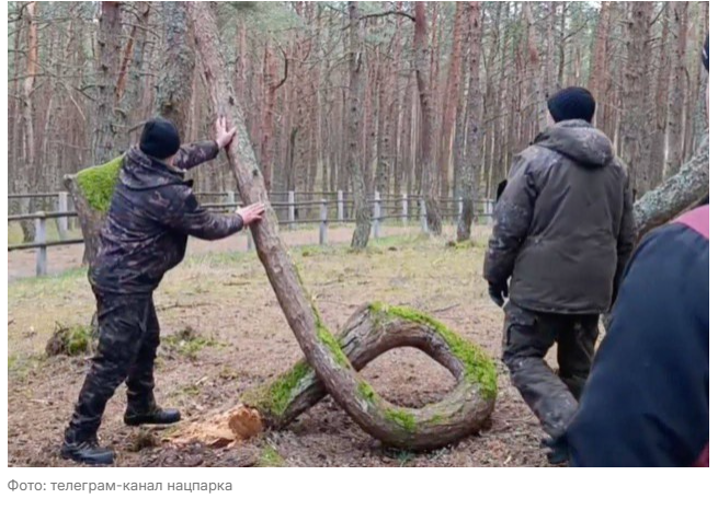 Спилили знаменитое дерево-кольцо — один из символов Танцующего леса (Куршская коса)