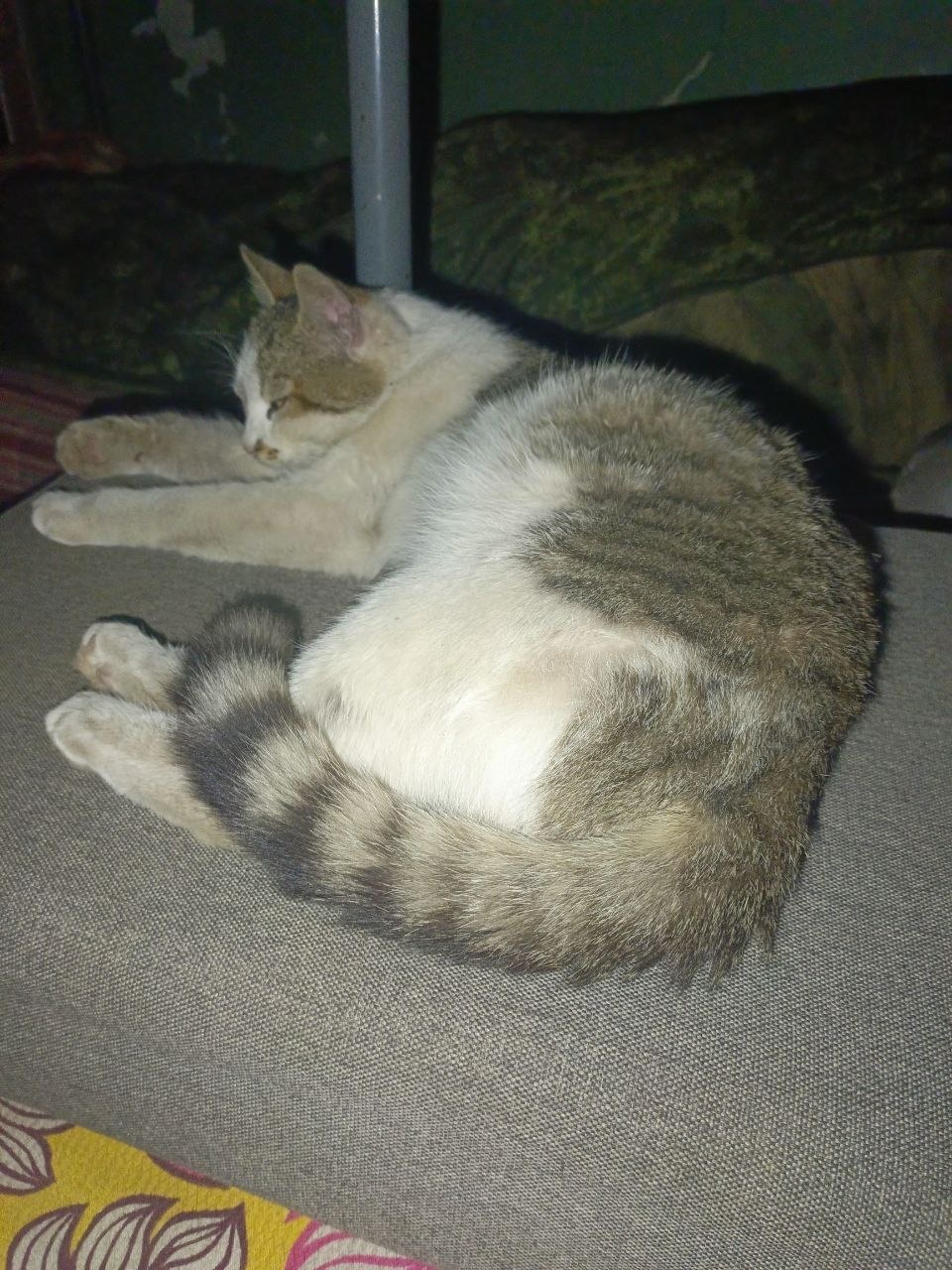 Животные на СВО (фото-рассказ)