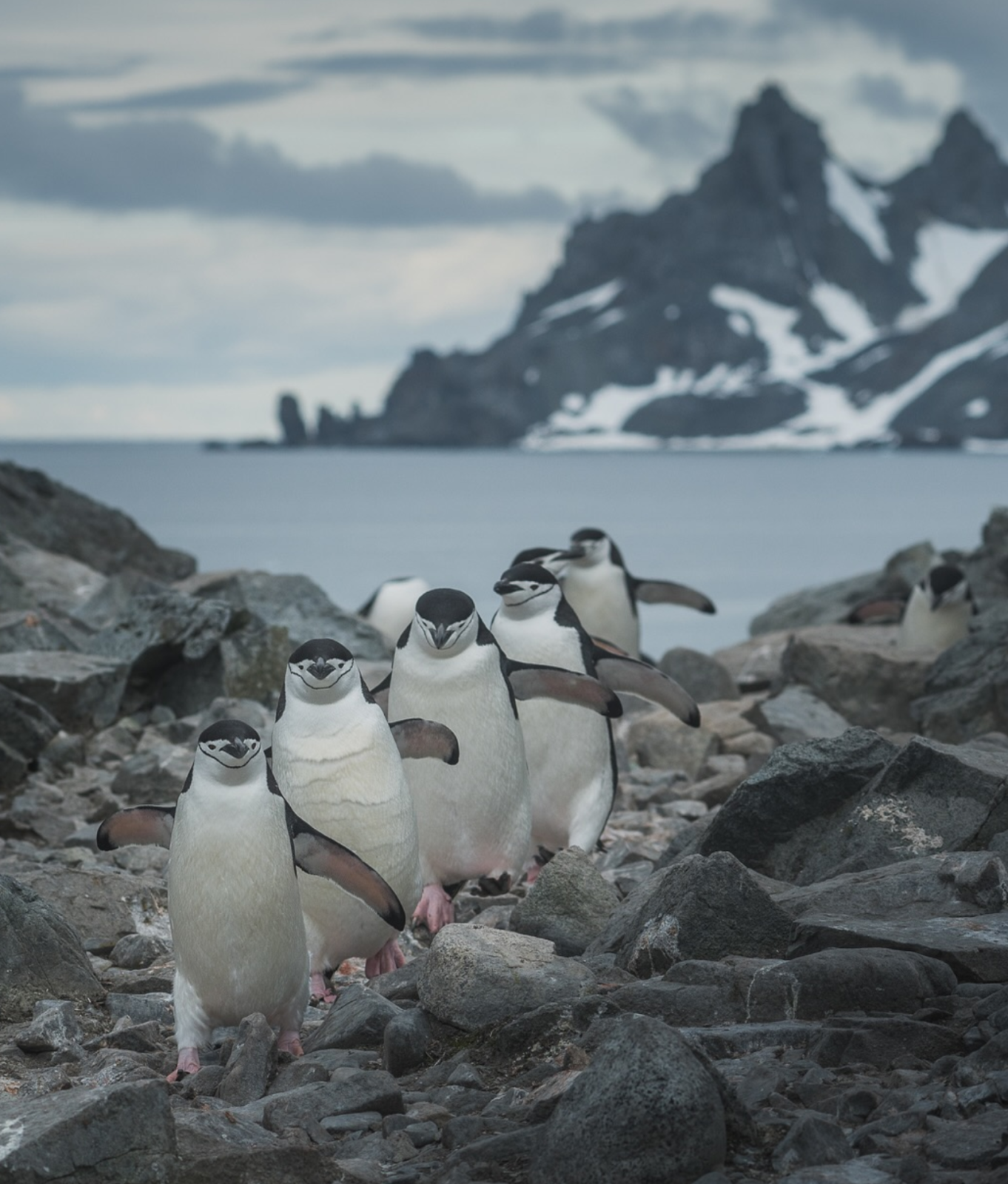 Из антарктических саркофагов исходит тревожный сигнал, который заставил ученых бить тревогу.