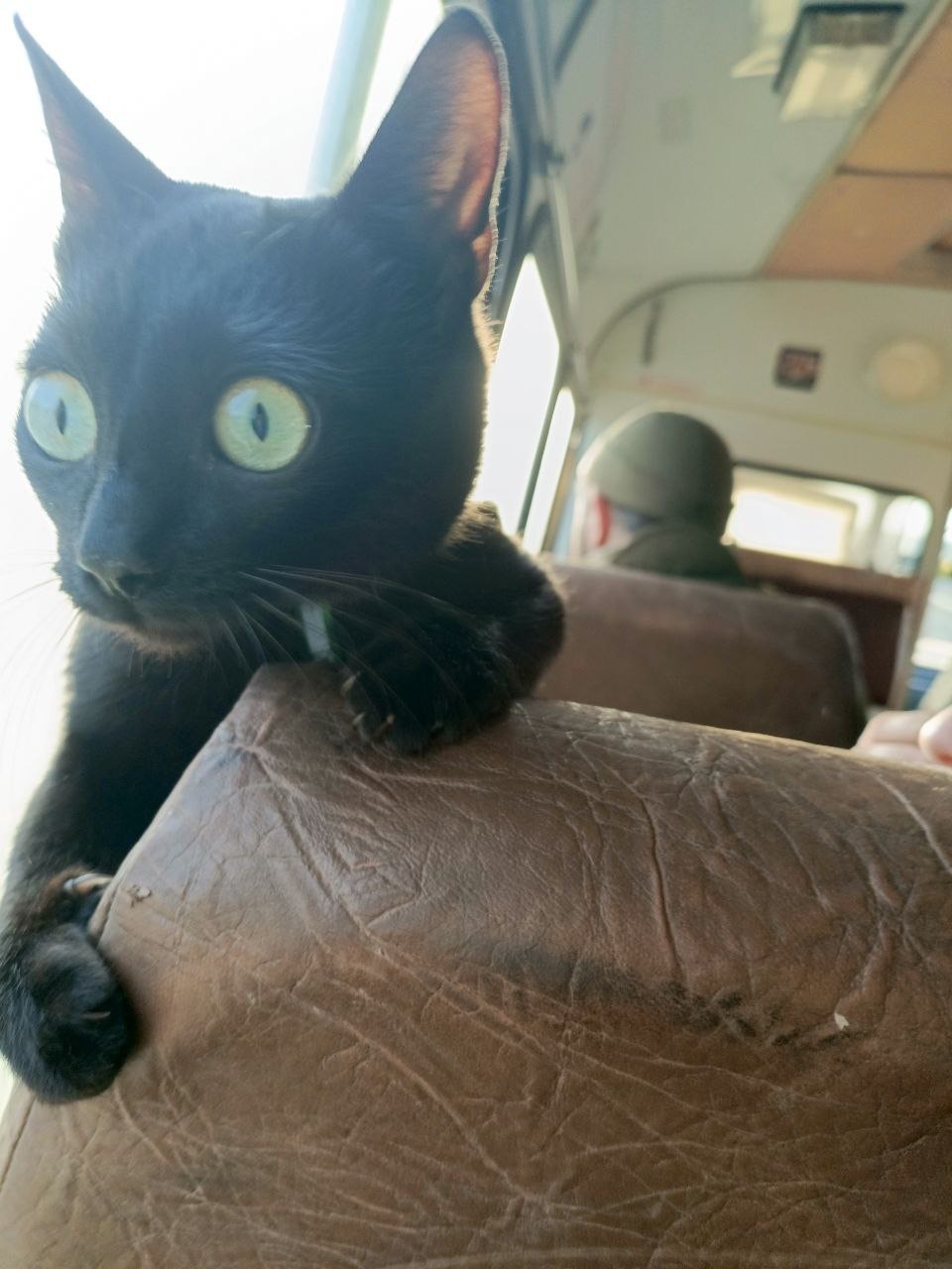 Животные на СВО (фото-рассказ)