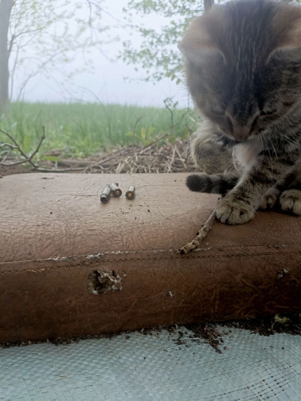 Животные на СВО (фото-рассказ)