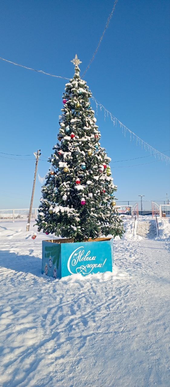 Какая жизнь - такие и ёлки