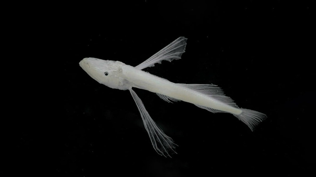 Большая голомянка