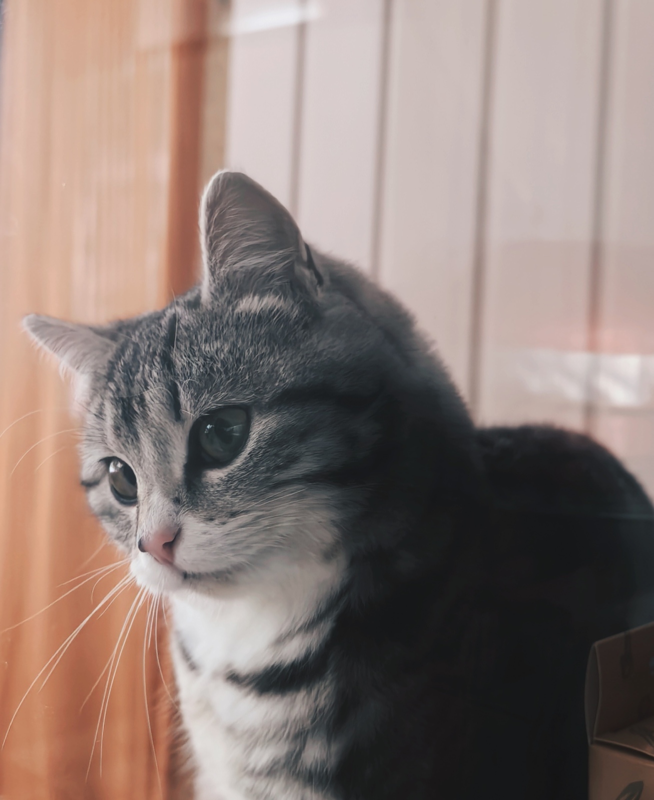 Кто и как регулирует отношения между Вами и ветеринарной клиникой, и можно ли получить бесплатную помощь для домашнего животного?