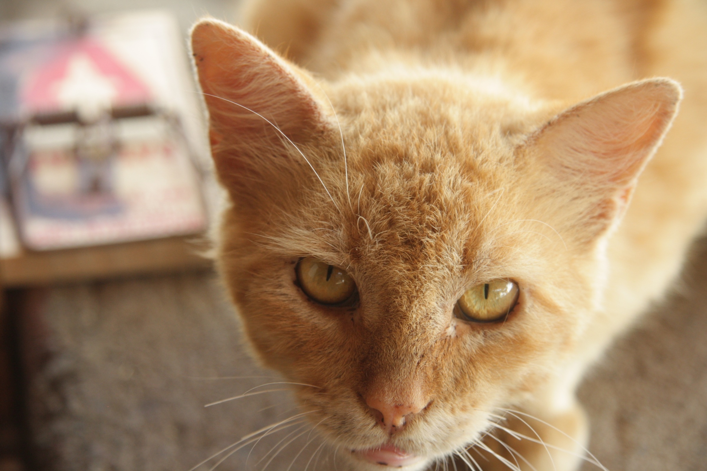 Почему россияне сейчас уже невосприимчивы к идеям социализма?