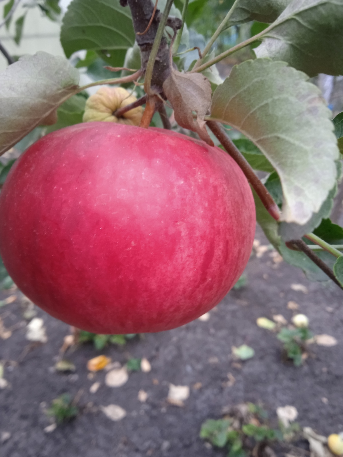 Яблоня Секаи Ши: описание сорта, характеристики. В чем изюминка сорта?