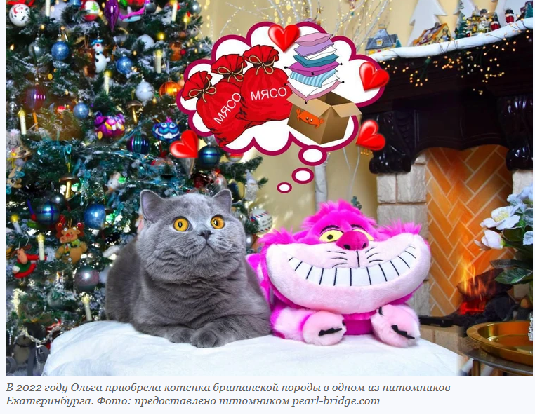 Короткошерстный британец из Новосибирска — в предварительном топе самый красивый кот в мире