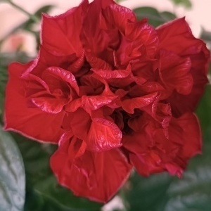 Новикова Евгения Васильевна