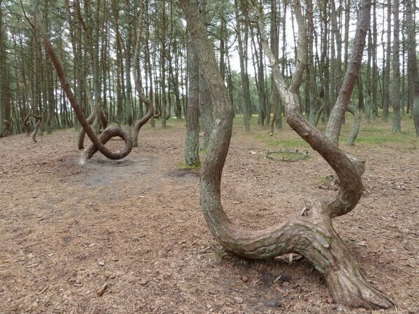 Пристанище Фантомов: Калининград