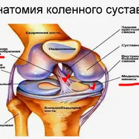 Коленный сустав.PNG