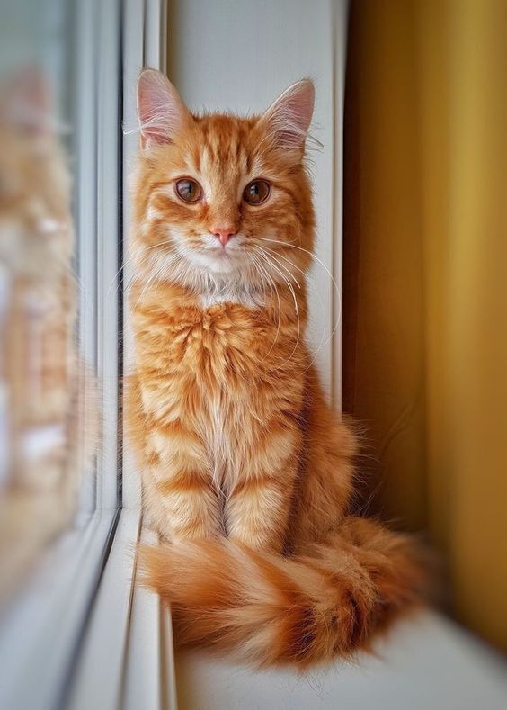 Кота могут арестовать из-за ваших долгов, и это не шутка