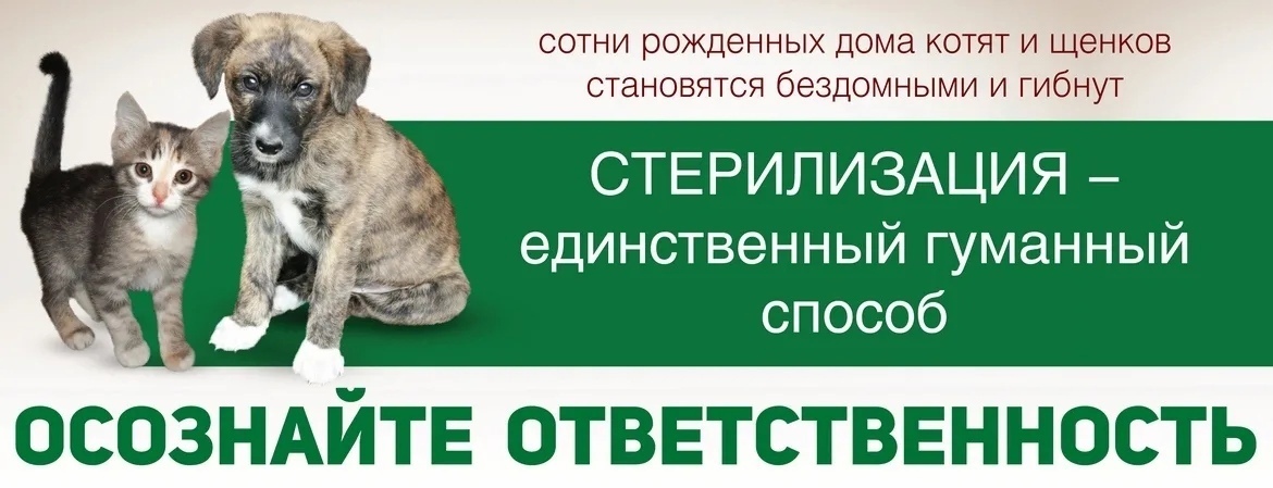 Каша в голове у глубоко религиозных: собака и кошка рожает каждый год, потому что "грех стерилизовать" 🙏🐕