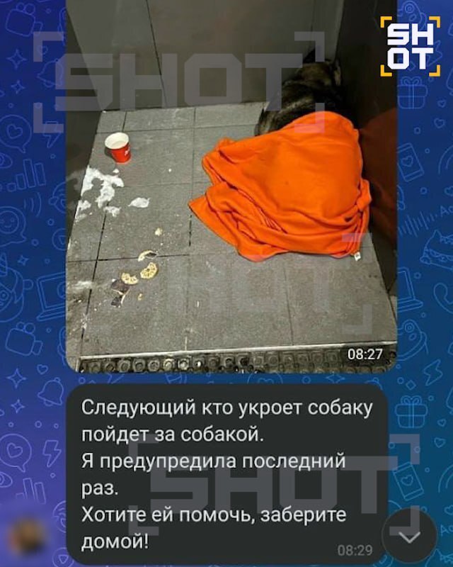 Пользователи начали бойкотировать «Додо Пиццу» после увольнения курьера, накрывшего пледом бродячего пса