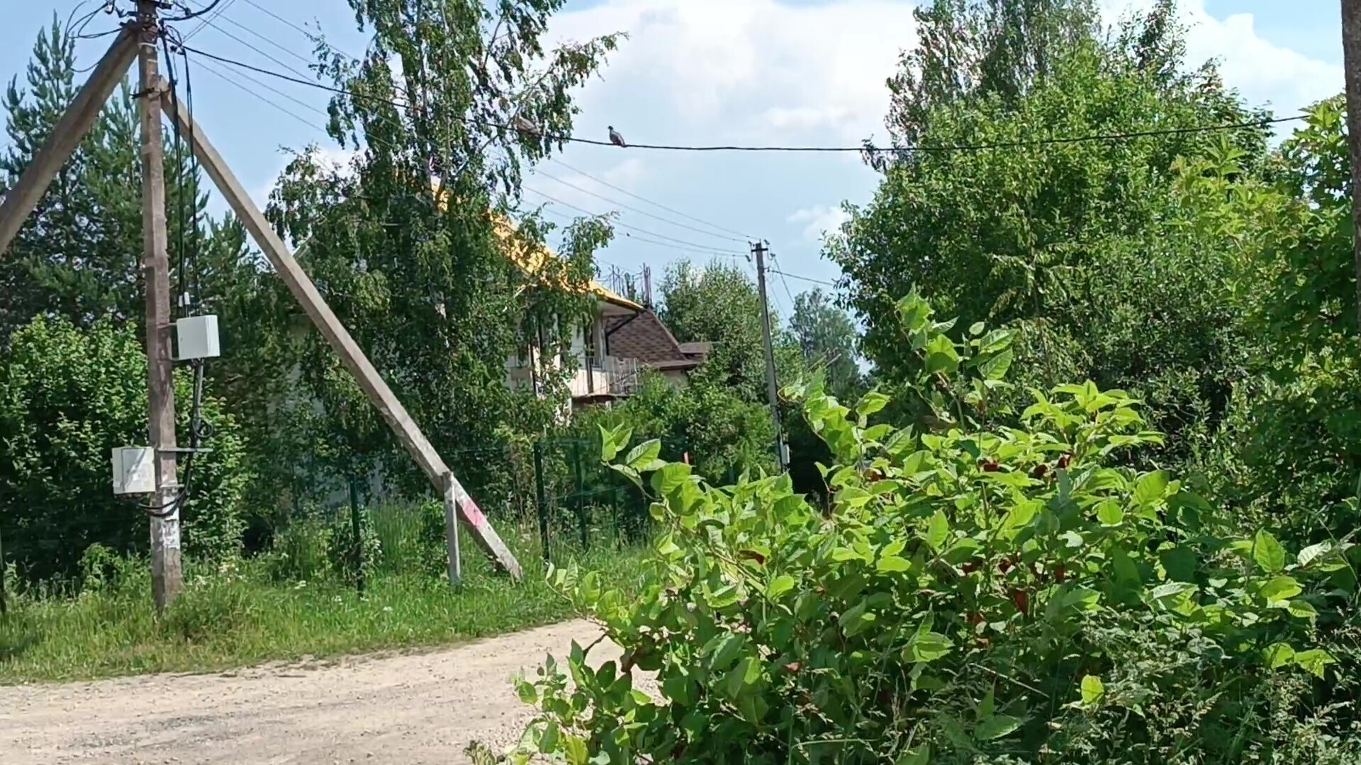 Вытютень в Межстоличьи / Напрасные ожидания