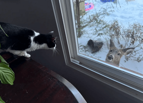 Дружба оленя и кошки
