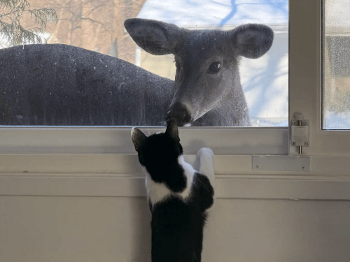Дружба оленя и кошки